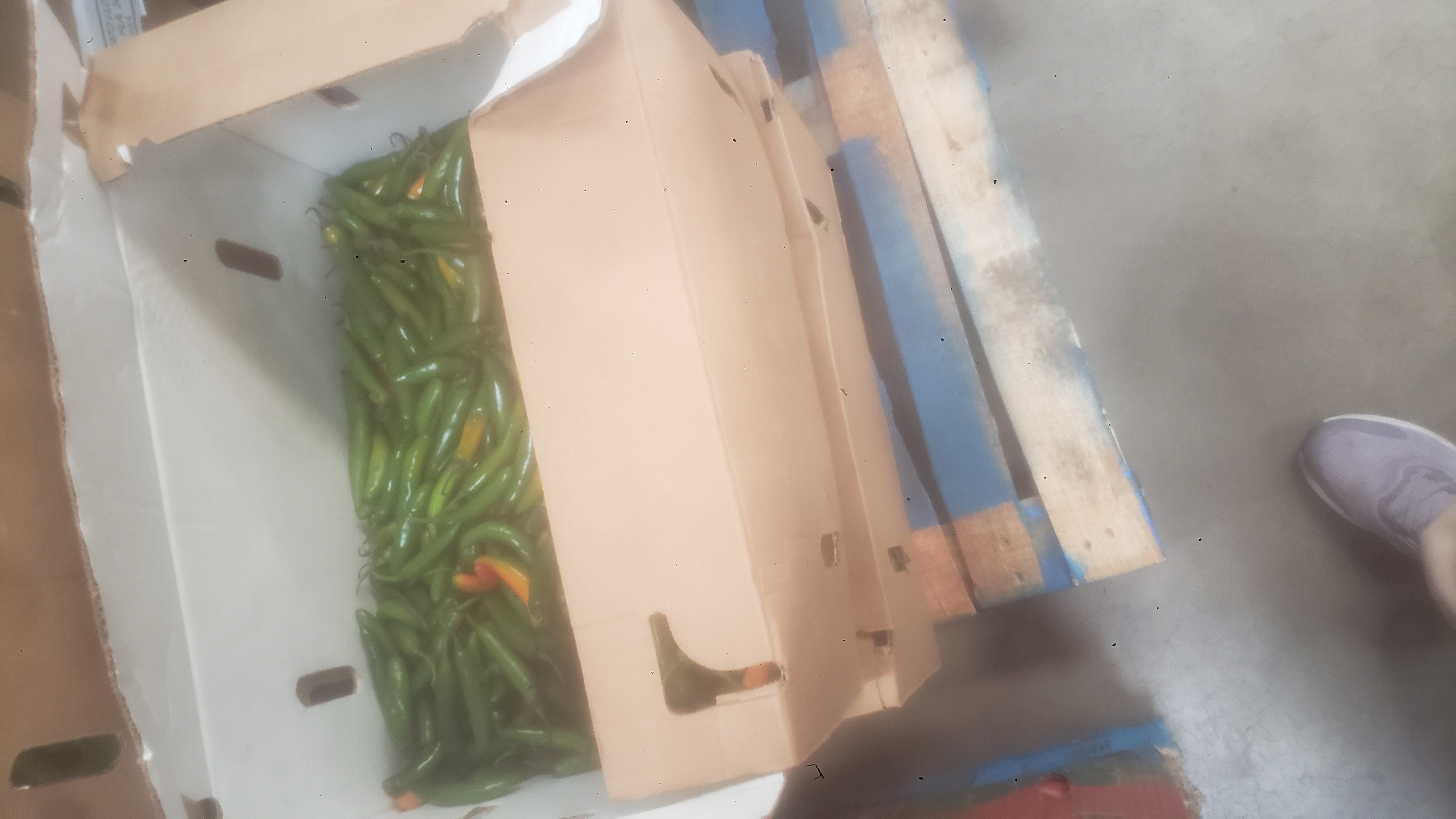 Chili peppers in a cardboard box on a pallet.